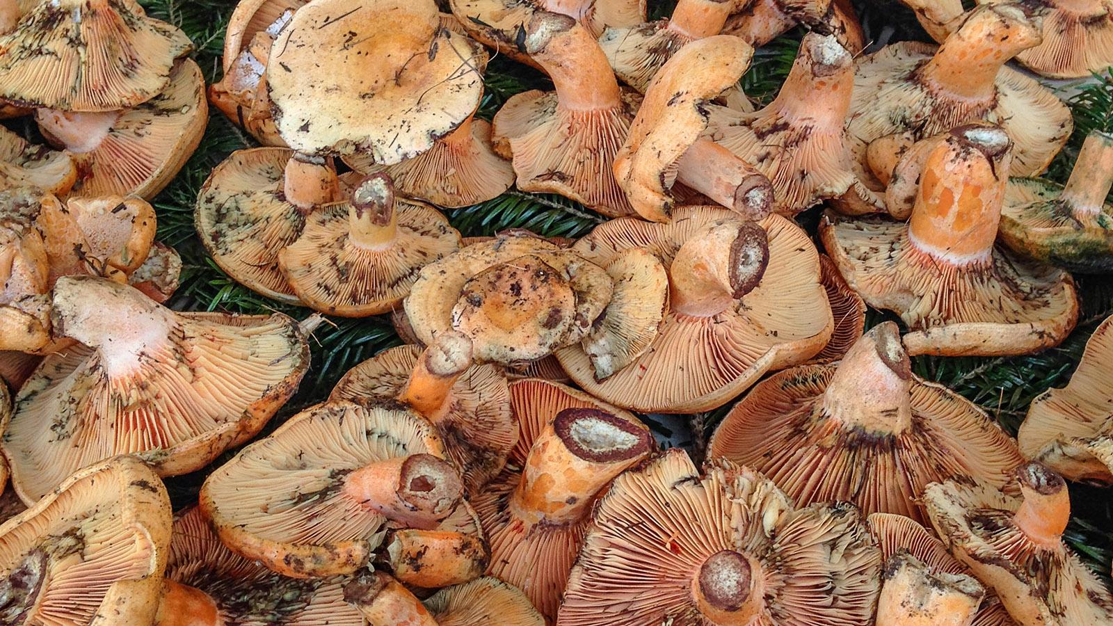 Was für eine Pilzauswahl bietet der Wochenmarkt von Nizza! Foto: Hilke Maunder