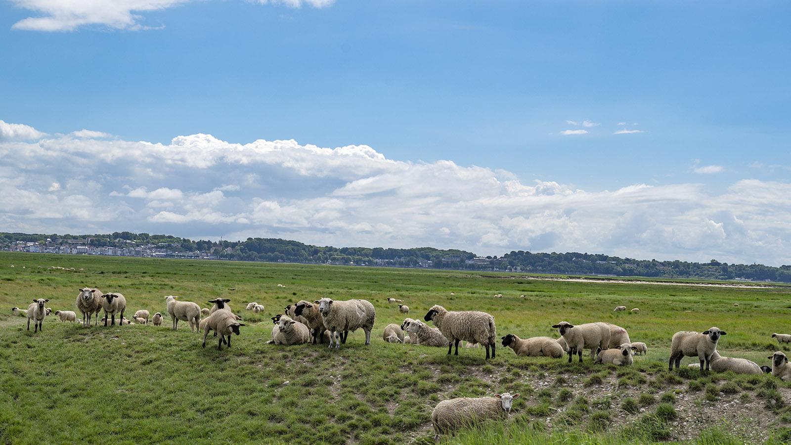 Weiden frei in der Bucht: die Schafe der Baie de la Somme. Foto: Hilke Maunder