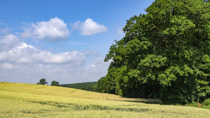 Weizenfelder unterbrechen die Forêt d’Eawy. Foto: Hilke Maunder