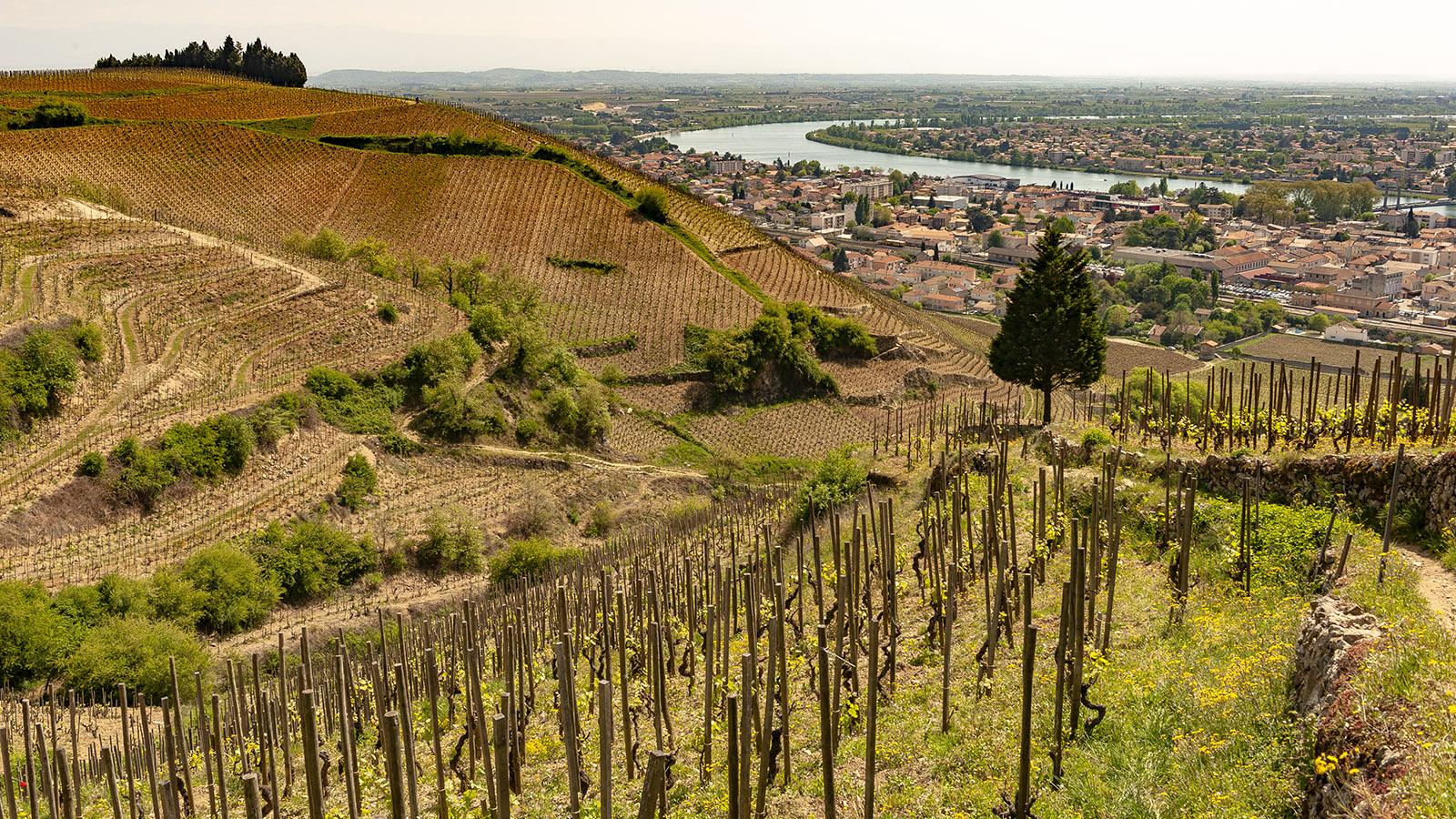 Flusskreuzfahrten in Frankreich: die Rhône mit den Hermitage-Weinlagen bei Tain-l'Hermitage. Foto: Hilke Maunder
