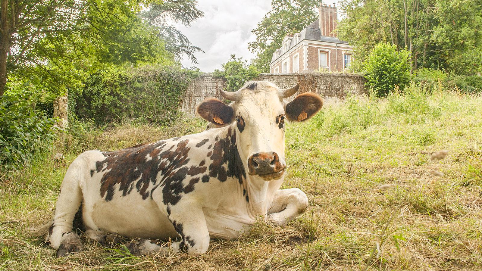 Kunstkarte Kuh auf der Weide Thomas Herbst