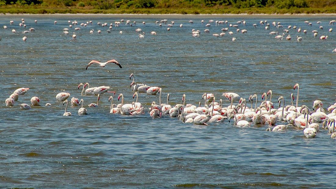 Flamingos – nur eine kurze Wanderung entfernt von Bages. Hilke Maunder