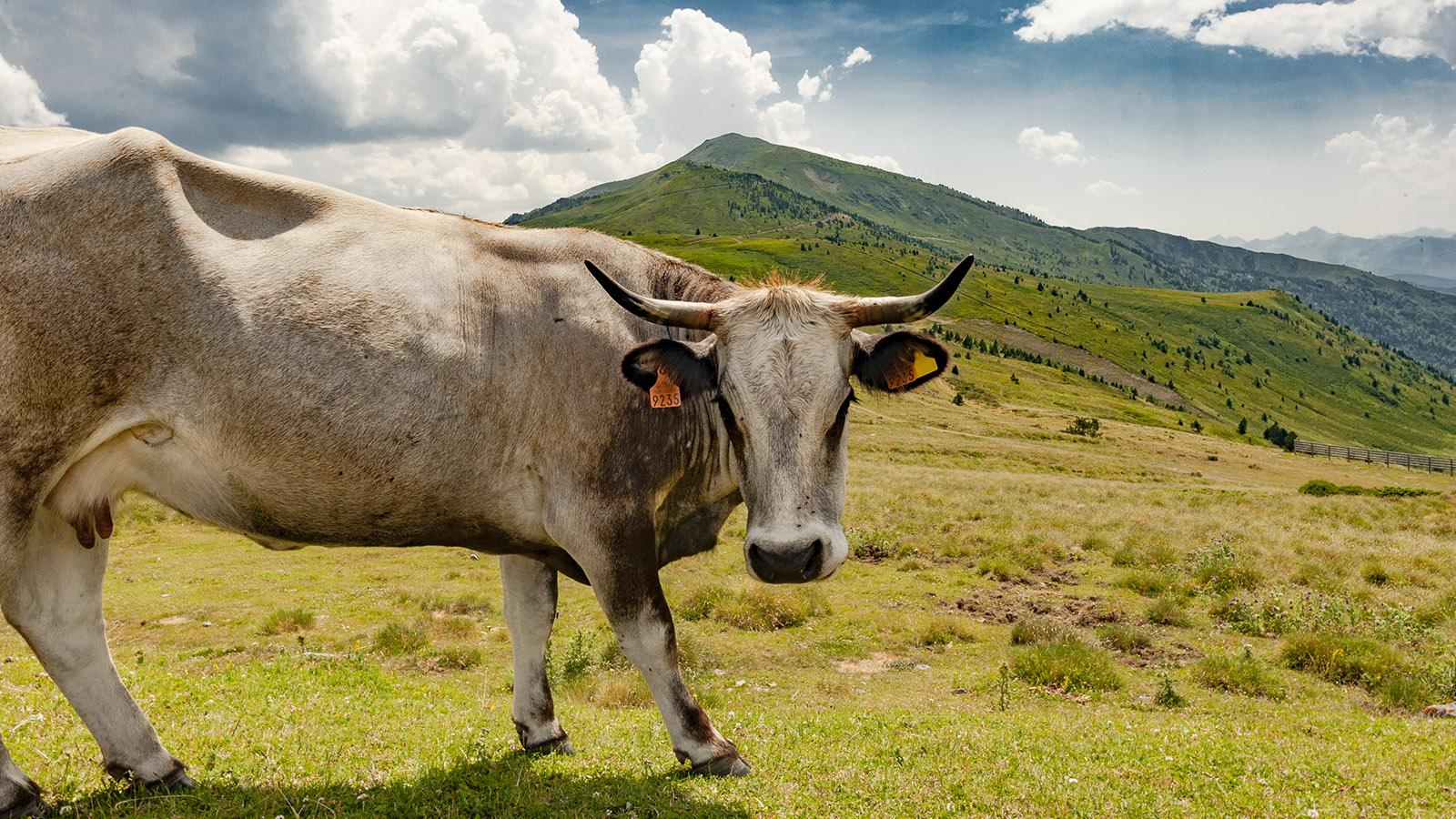 Col de Pailheres: Vieh auf der Sommeralm. Foto: Hilke Maunder