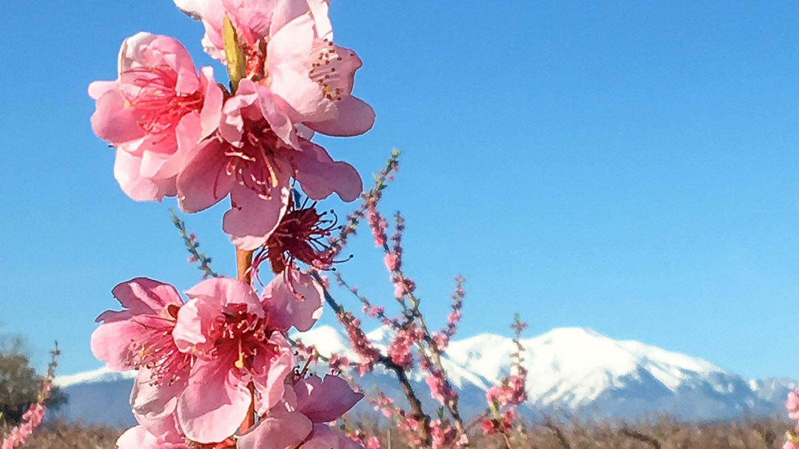 Canigou: Im Frühjahr blühen die Obstbäume. Foto: Hilke Maunder