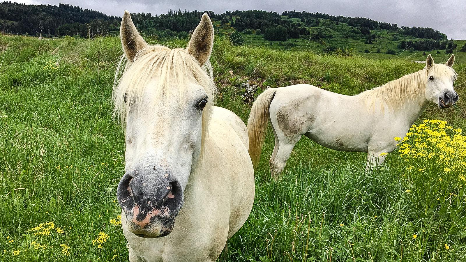 Montaillou: grasende Pferde. Foto: Hilke Maunder