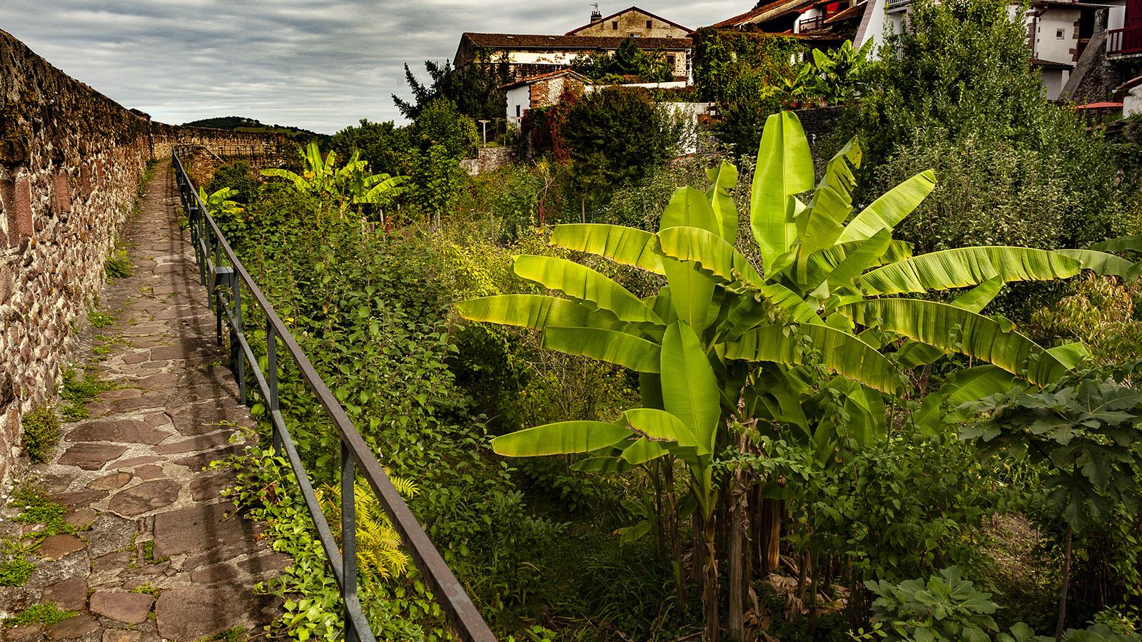 Saint-Jean-Pied-de-Port: Das milde Klima lässt sogar Bananenstauden im Schatten der Wehrmauer wachsen. Foto: Hilke Maunder