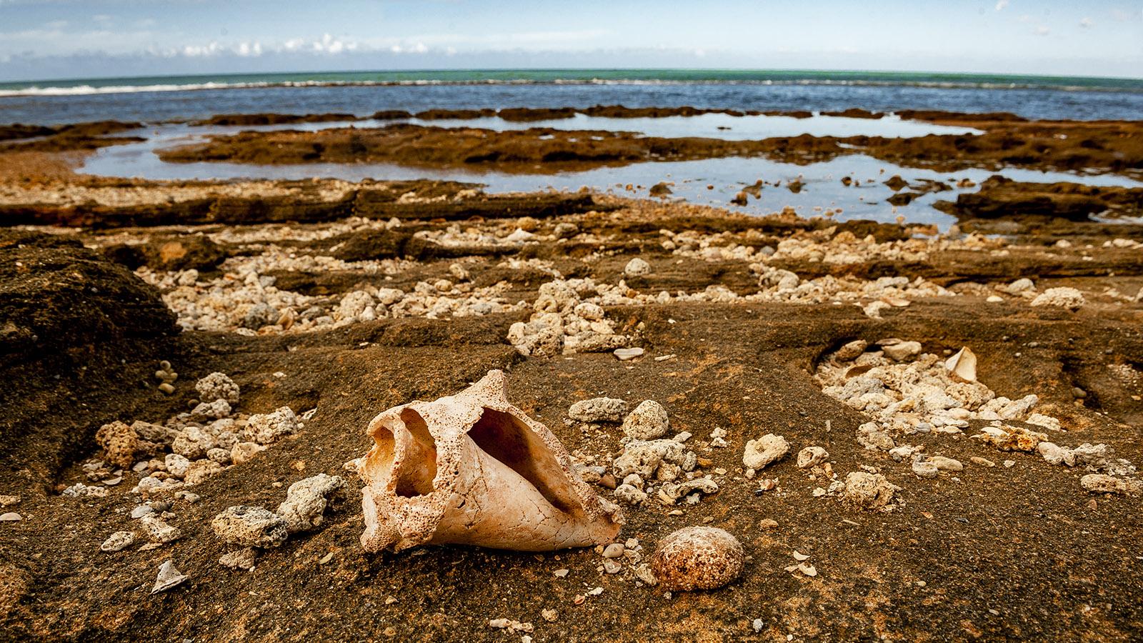 Guadeloupe: Muschelschale der Meeresschnecke an der Küste von Nogent. Foto: Hilke Maunder