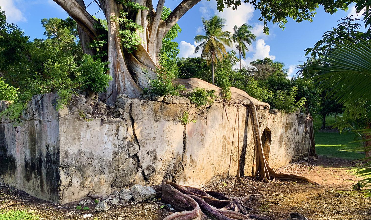 Guadeloupe: im Würgegriff der Feige - das alte Gefängnis von Petit-Canal. Foto: Hilke Maunder