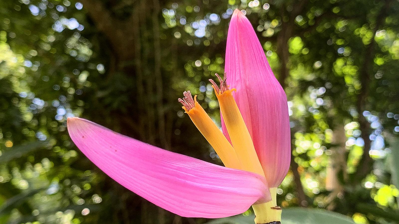 Guadeloupe: Blüte der Zier-Banane, zu bewundern im botanischen Garten von Deshaies. Foto: Hilke Maunder