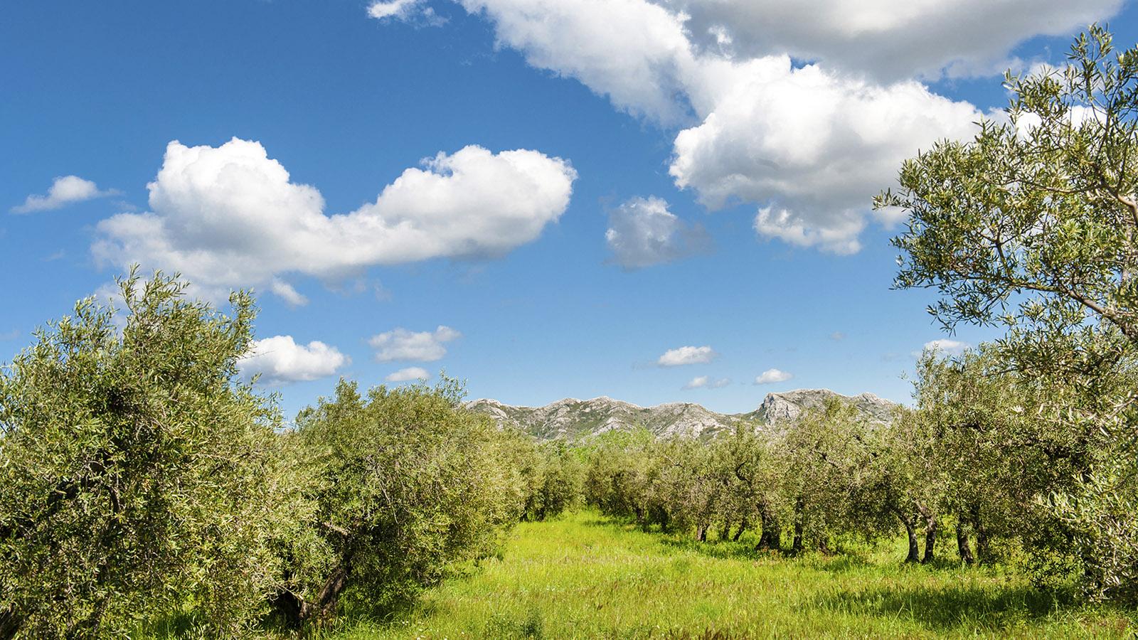 Die Oliven der Alpilles gehören zu den besten Frankreichs. Foto: Hilke Maunder