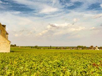 Welterbe: die Weingärten von Vougeot. Foto: Hilke Maunder