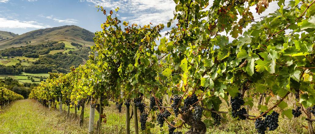 Irouléguy, kleinstes Weinbaugebiet Frankreichs. Foto: Hilke Maunder