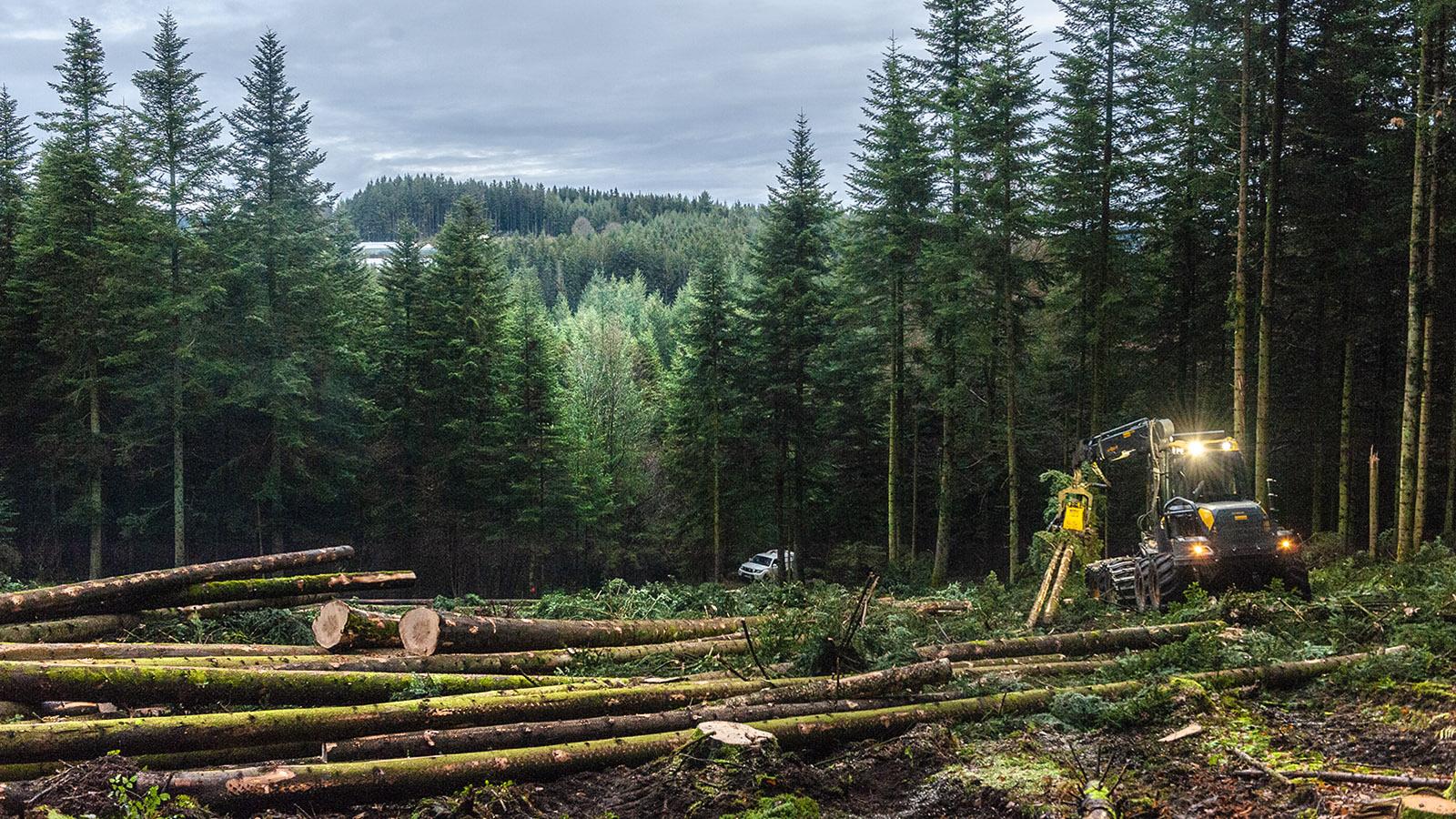 Diagonale du Vide: Holzwirtschaft ist das wichtigste Standbein vieler Kommunen. Foto: Hilke Maunder