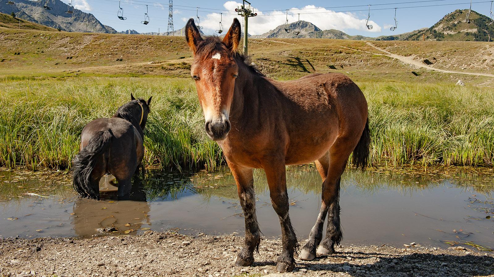 Val d'Aran: Auf der Bonaigua-Passhöhe weiden im Sommer halbwilde Pferde. Foto: Hilke Maunder