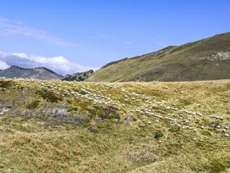 Ziehen frei über die Almen: die Schafe in den Pyrenäen des Béarn. Foto: Hilke Maunder