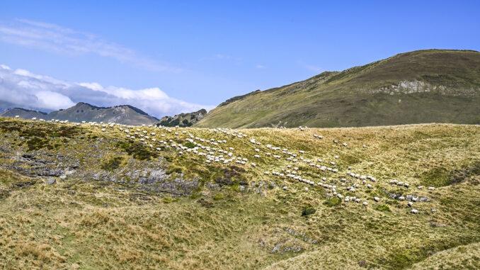 Ziehen frei über die Almen: die Schafe am Col du Soulor in den Pyrenäen des Béarn. Foto: Hilke Maunder
