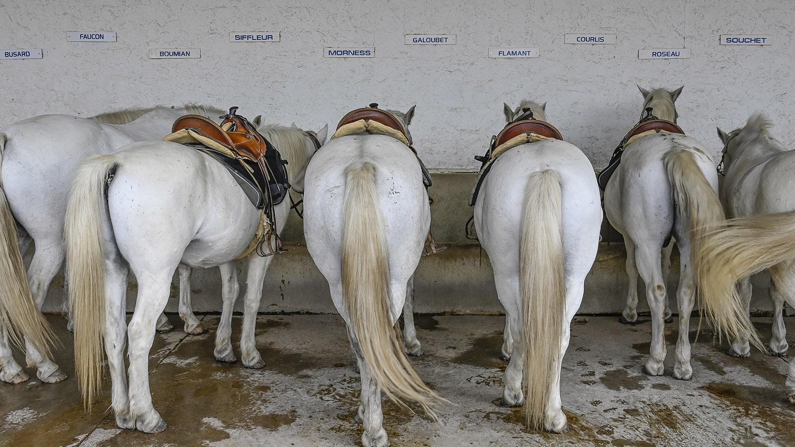 Im Stall stehen die berühmten weißen Pferde der Camargue – sie können für Ausritte ausgeliehen werden. Foto: Hilke Maunder