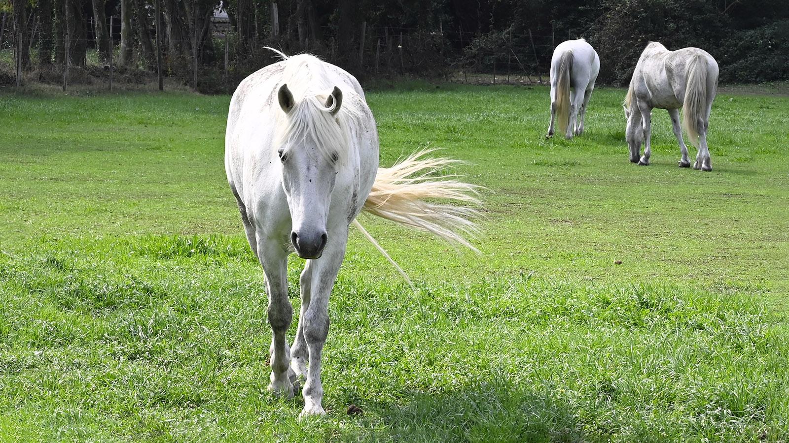 Gleich am Eingang der Domaine de Méjanes weiden die weißen Pferde der Camargue. Foto: Hilke Maunder