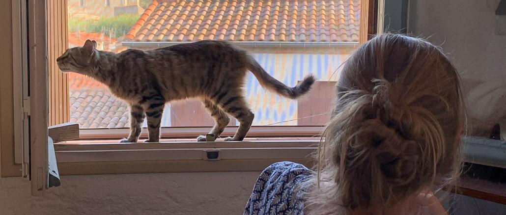 Katze, überraschend: Couscous, unser wilder, schnurrender Eindringling. Foto: Hilke Maunder