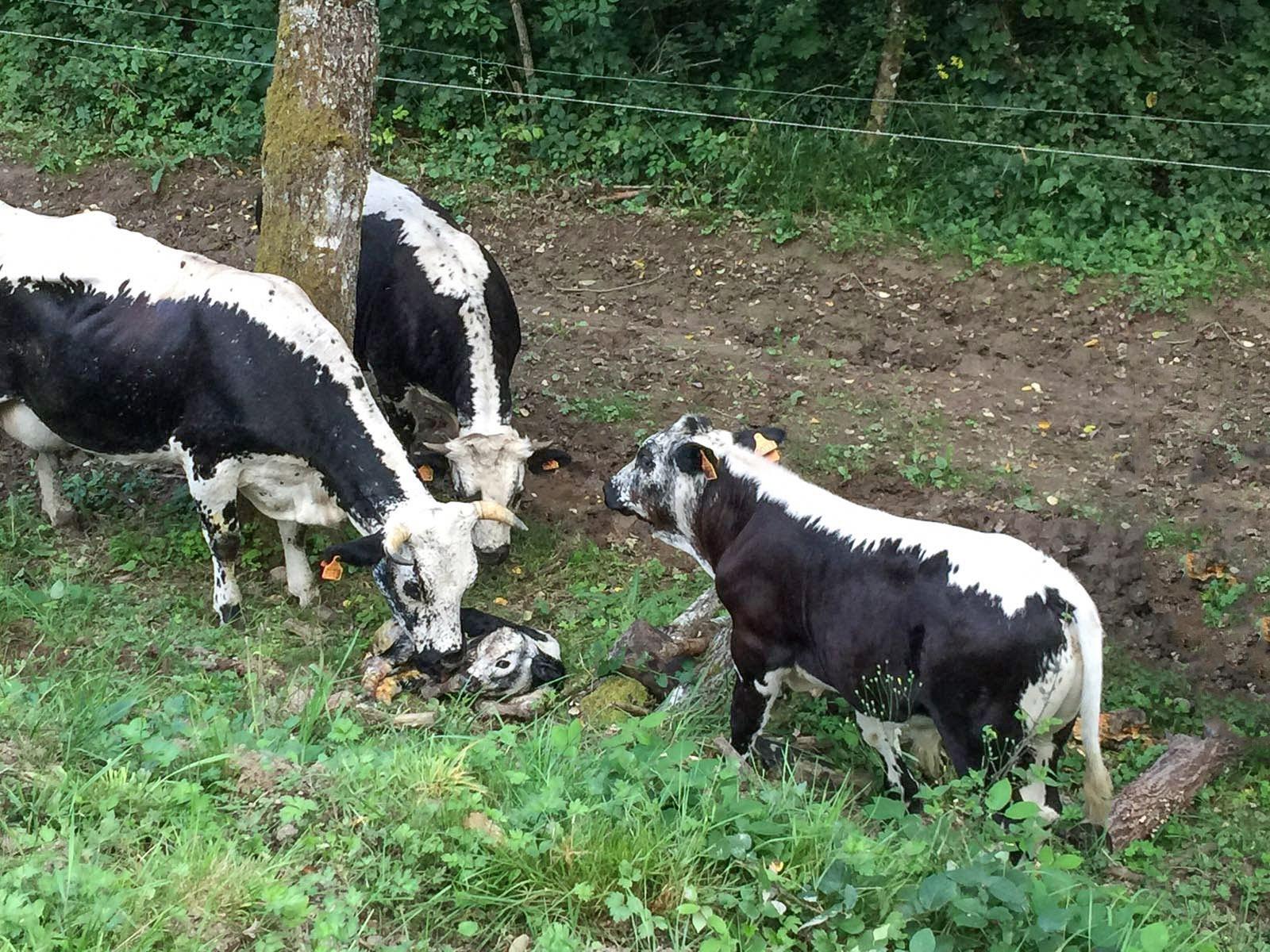 Nachwuchs: ein jungen Kälbchen für unsere Kühe! Foto: Gerda Schoch