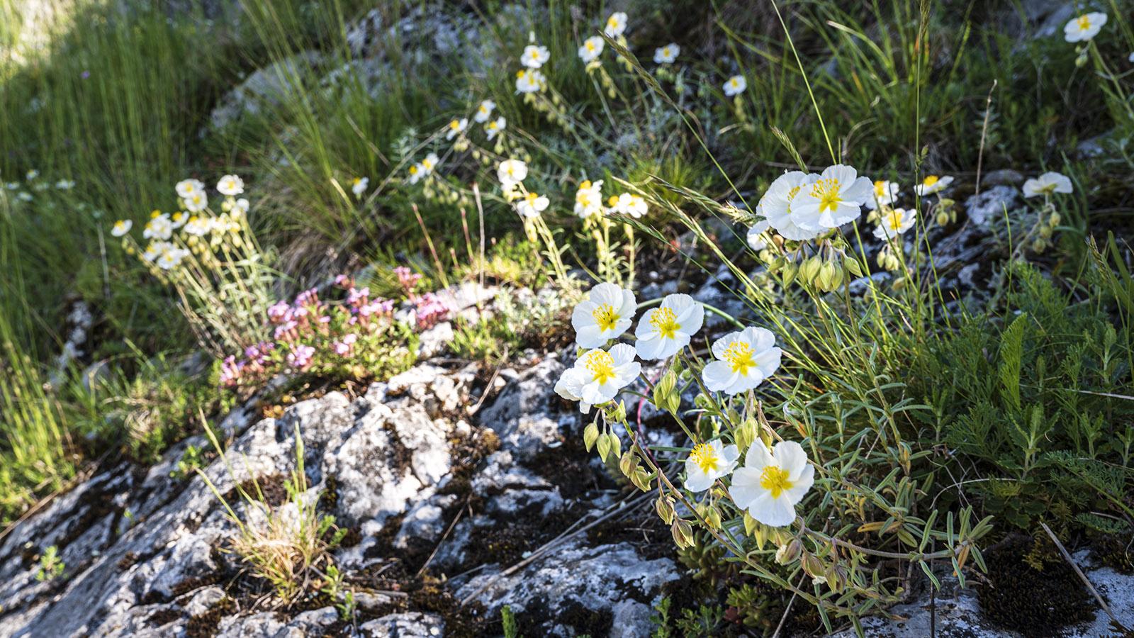Im Mai blühen die Wildblumen rund um Roquefixade. Foto: Hilke Maunder