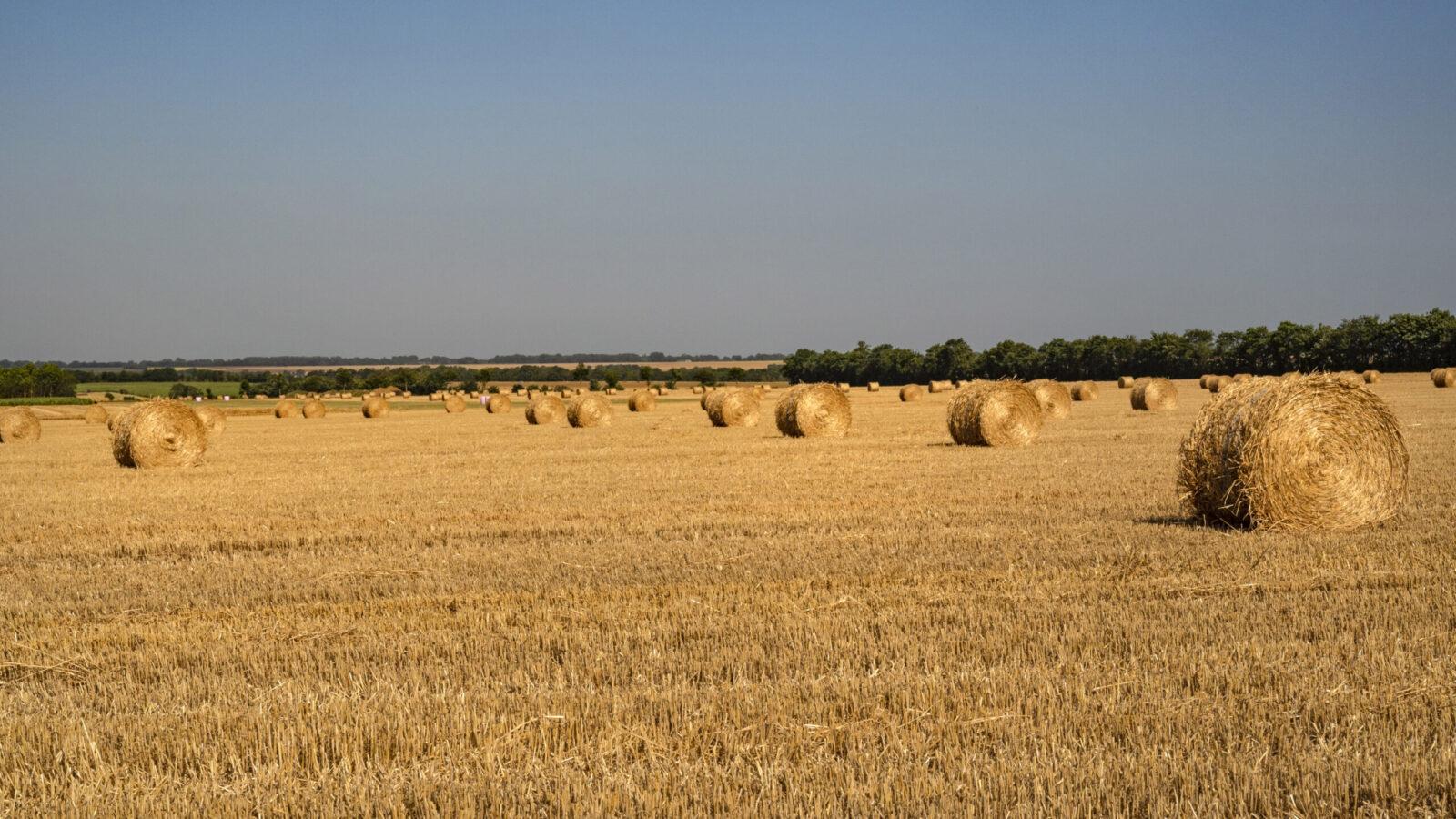 Mitte Juli werden die riesigen Weizen- und Rapsfelder in der Kornkammer von Caen geerntet - hier bei Creully. Foto: Hilke Maunder