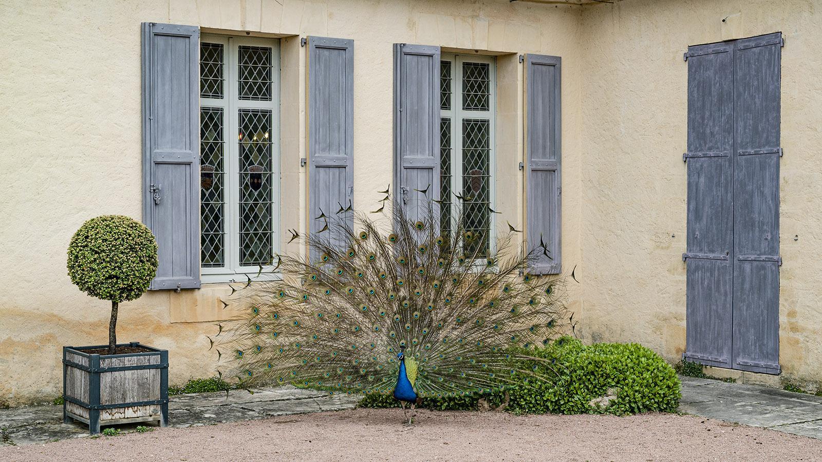 Les Jardins de Marqueyssac. Foto: Hilke Maunder