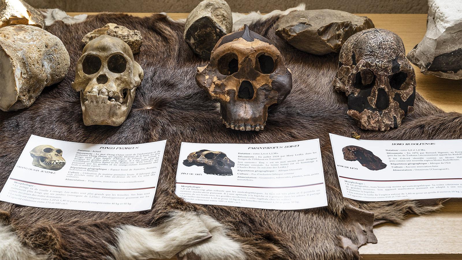 Musée de l'homme de Néandertal. Foto: Hilke Maunder