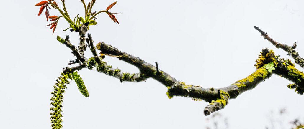Noix du Périgord: Detail einer Walnuss in Blüte. Foto: Hilke Maunder