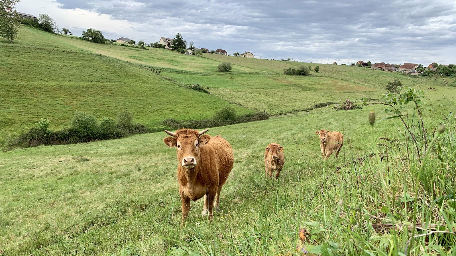 Rund um Curemonte weiden unzählige Limousin-Rinder wie hier an der D 106. Foto: Hilke Maunder