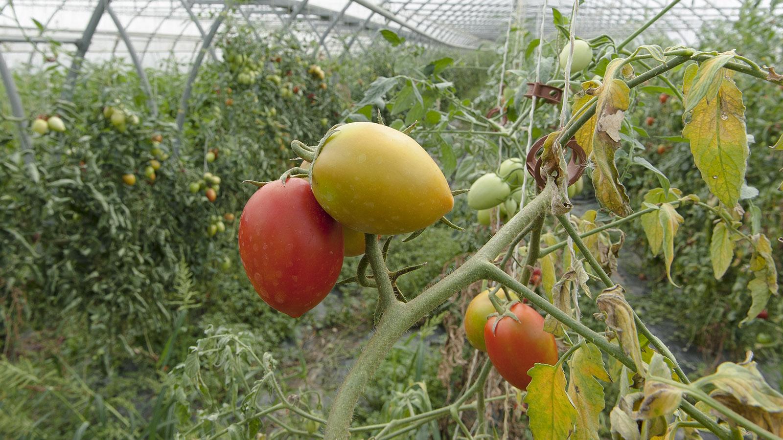 Zwischen Vienne und Condrieu werden Tomaten gezüchtet. Foto: Hilke Maunder