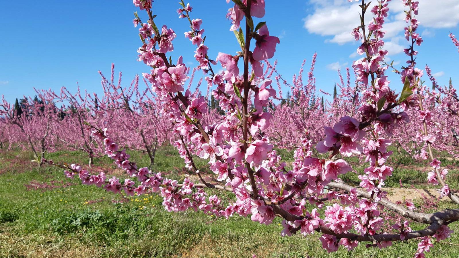 Aprikosenblüte bei Rivesaltes. Foto: Joseph Raynal