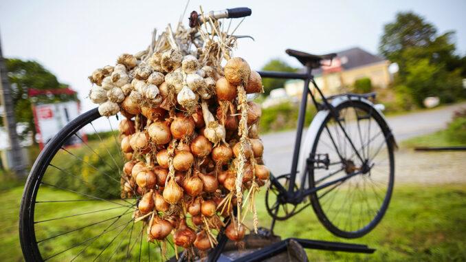 Die Zwiebeln von Roscoff wurden früher mit dem Fahrrad verkauft. Foto: CRT Bretagne / Alexandre Lamoureux