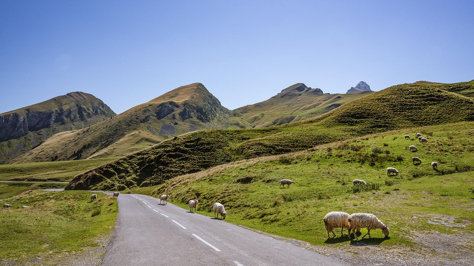 Kurz vor dem Col d'Aubisque kreuzen Schafe die Straße. Foto: Hilke Maunder
