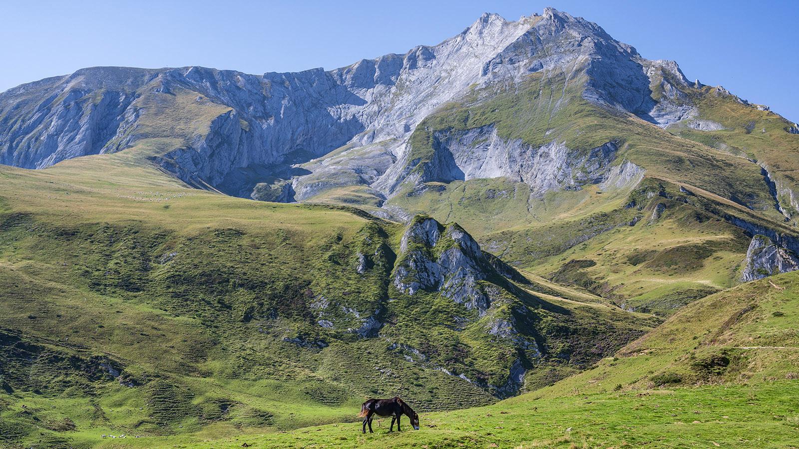 Pferde, Schafe und Esel weiden frei am Col du Soulor. Foto: Hilke Maunder