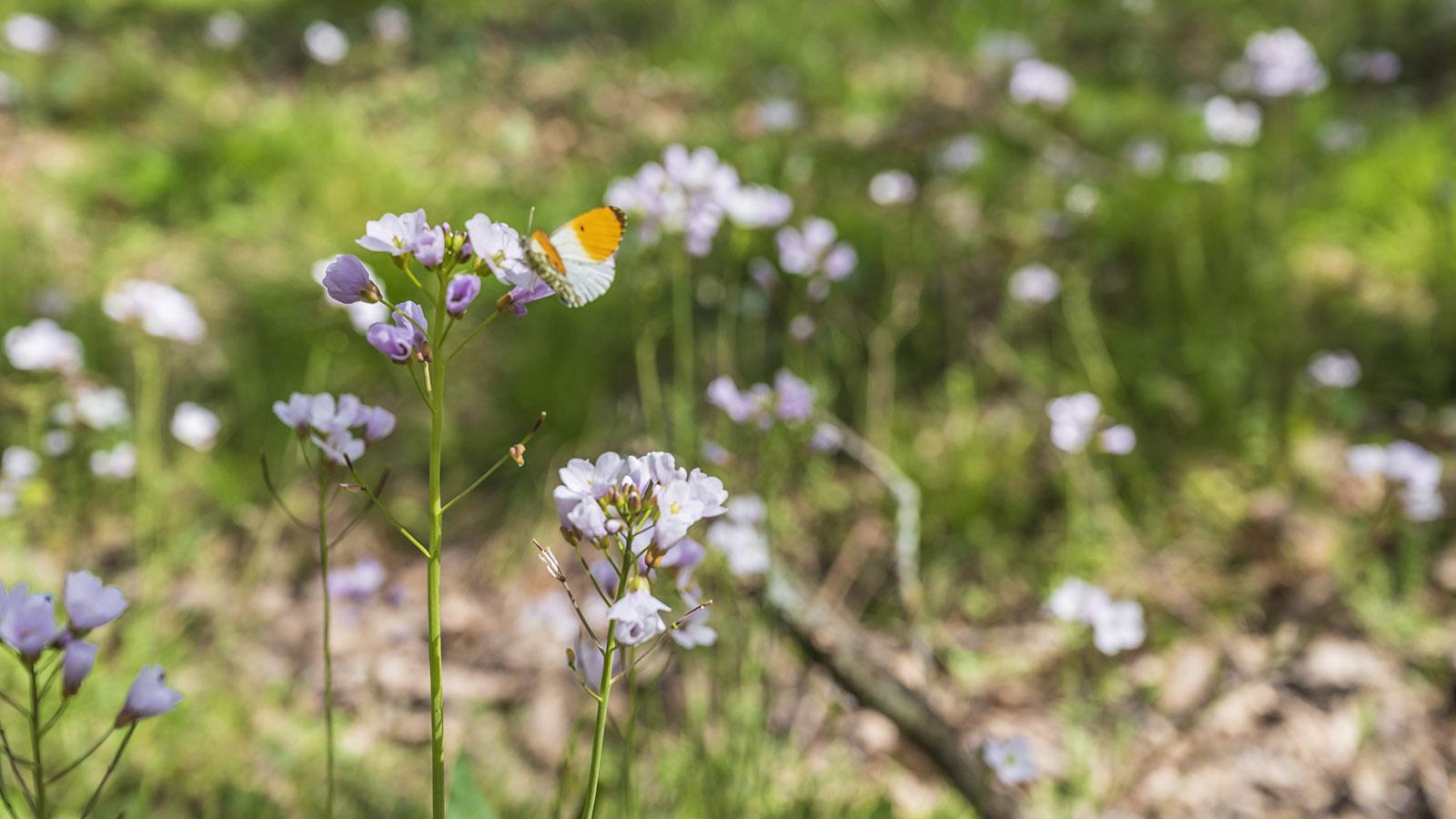 Frühling in der Forêt de Bouconne. Foto: Hilke Maunder