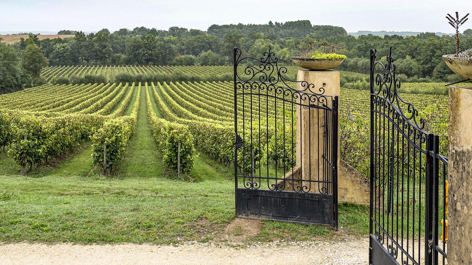 Gleich am Eingang des Château Garreau beginnen die Weinberge. Foto: Hilke Maunder