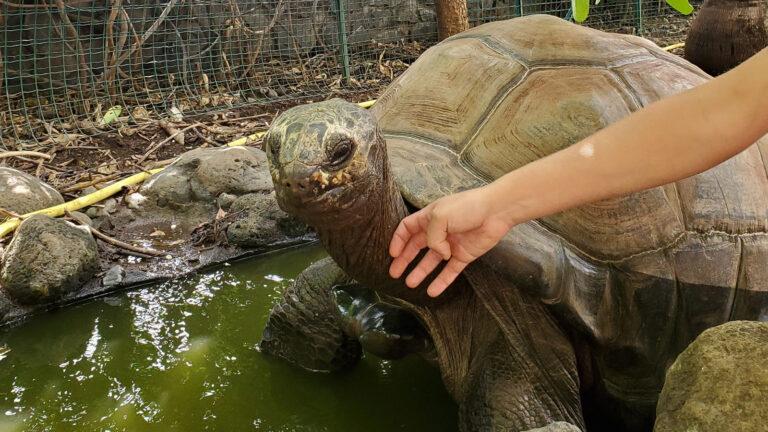 Kélonia: die Schildkrötenstation von Saint-Leu