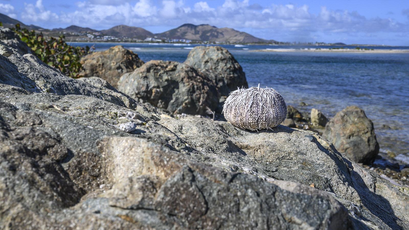 Fundstück im Naturschutzgebiet am Rotary Lookout Point: die Hülle eines Seeigels. Foto: Hilke Maunder