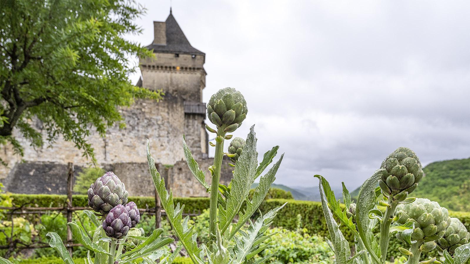 Auch im Küchengarten von Château de Castelnaud wachsen Artischocken. Foto: Hilke Maunder