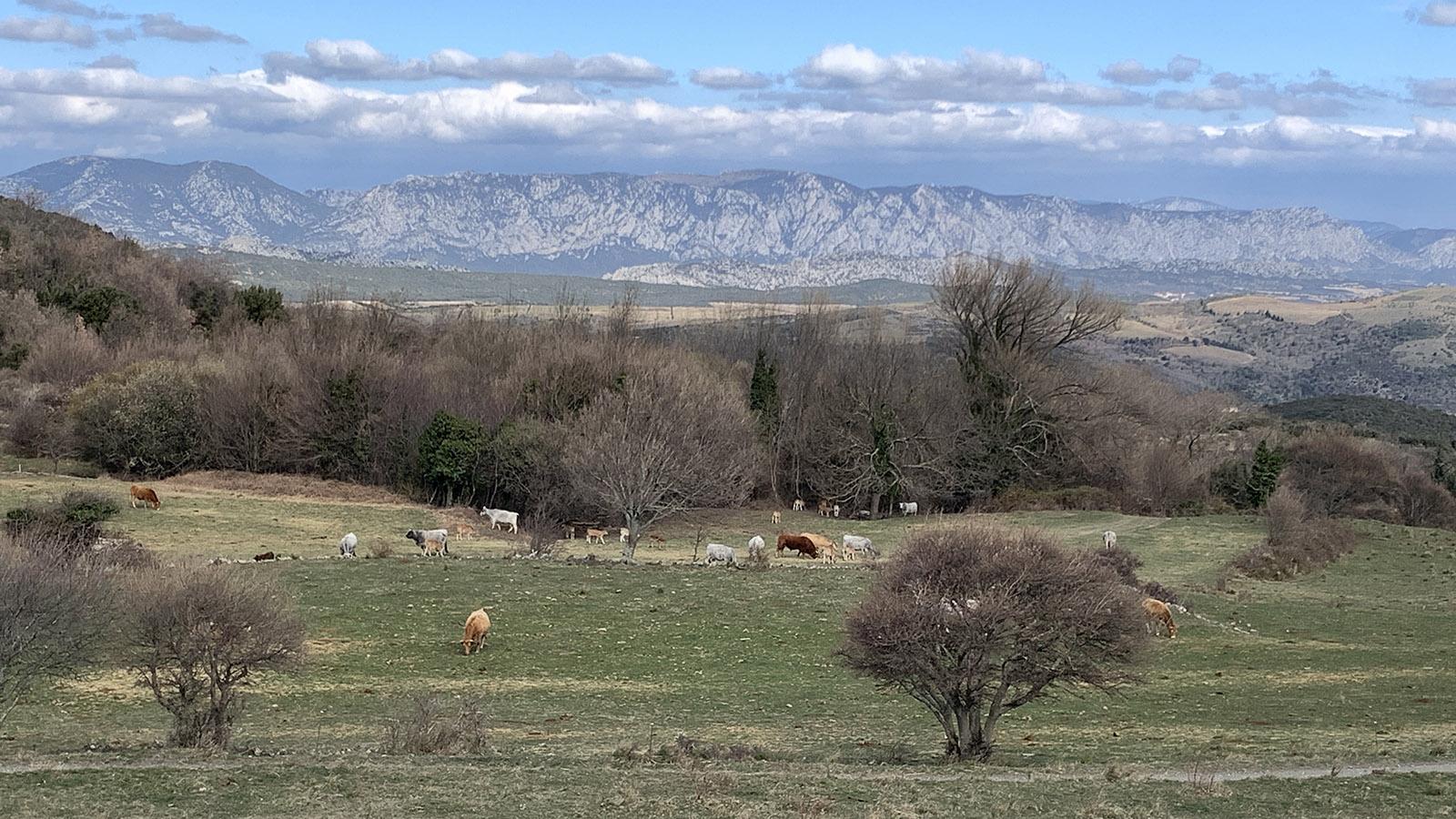Viehzucht und Imkerei sind die landwirtschaftlichen Standbeine von Prats-de-Sournia. Foto: Hilke Maunder