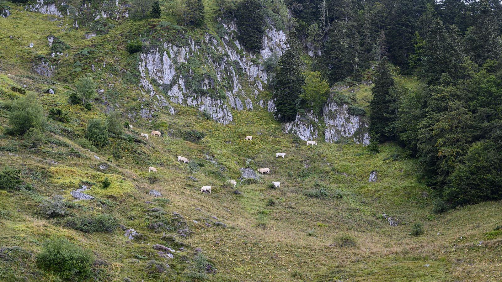 Im Sommer weiden Rinder auf den Almen. Foto: Hilke Maunder