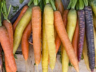 Bunte Karottenvielfalt, gesehen auf dem Markt von Libourne (Gironde). Foto: Hilke Maunder