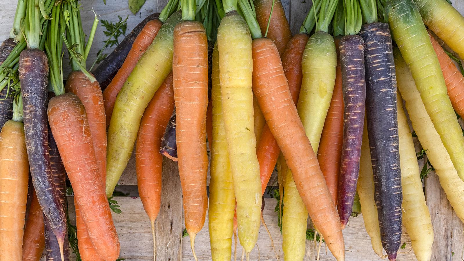 Karotten in bunter Vielfalt. Foto: Hilke Maunder