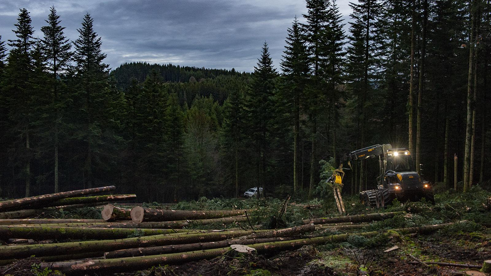 Heute genügt ein Mann in einer Maschine, um große Fläche Waldes abzuholzen. Foto: Hilke Maunder