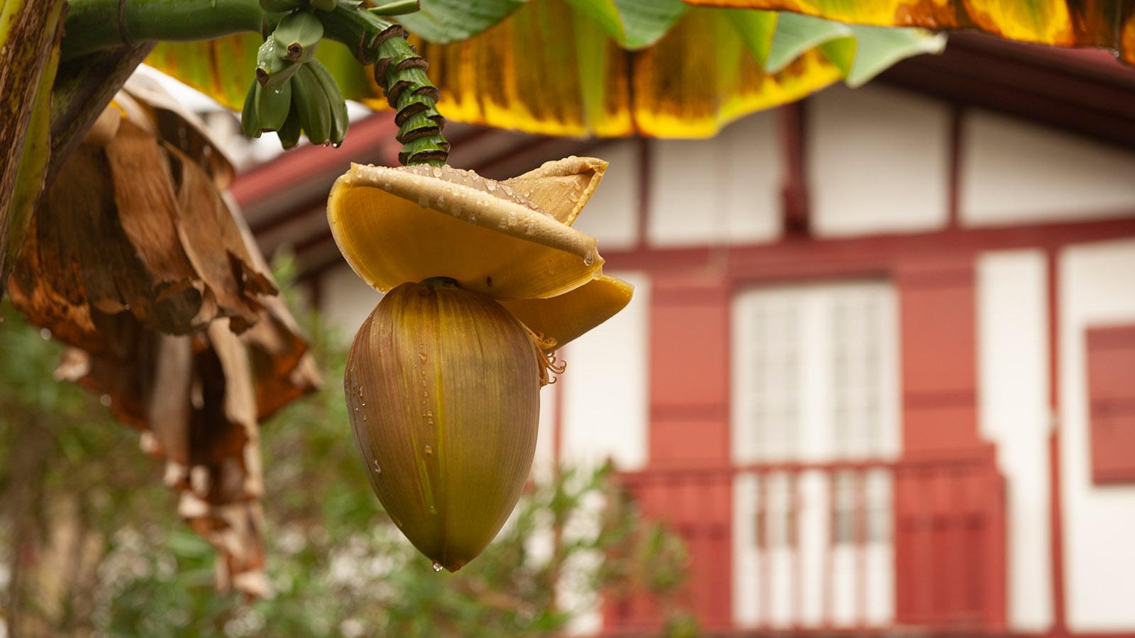 Selbst Bananen wachsen in Ainhoa vor den Häusern! Foto: Hilke Maunder