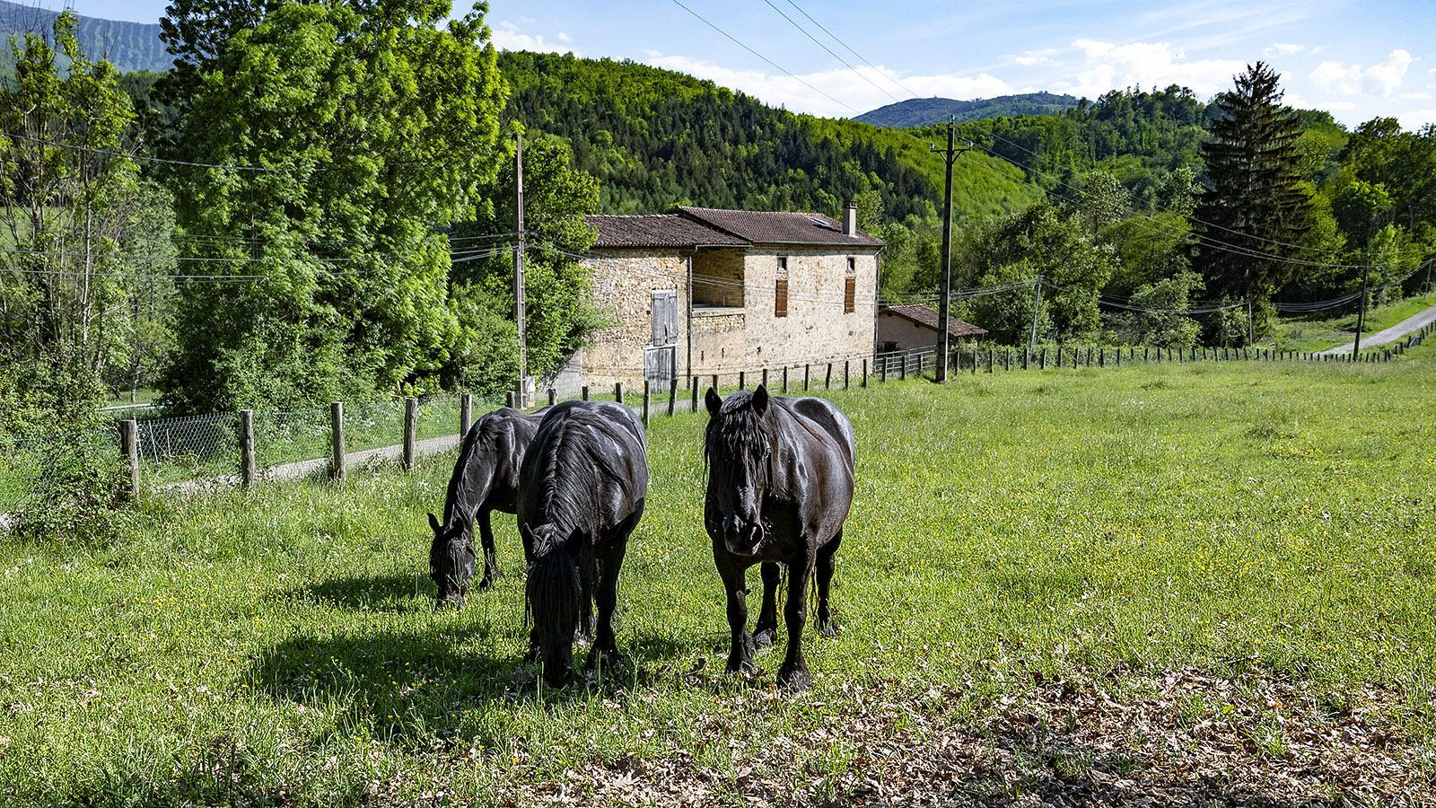 Die Mérens-Pferde von Géraldine Portoles. Foto: Hilke Maunder