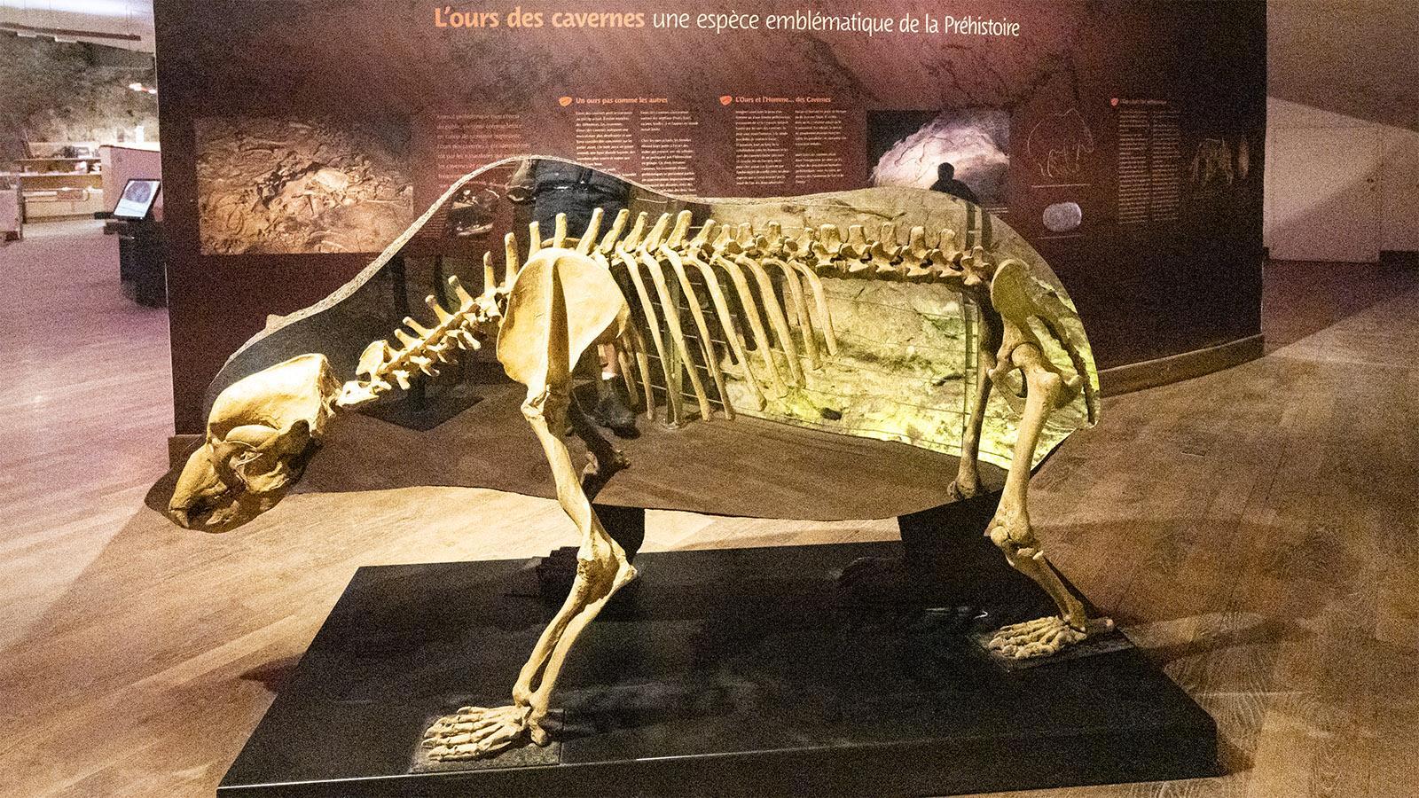 Das Skelett eines Höhlenbärens ist im Museum des Besucherzentrums ausgestellt. Foto: Hilke Maunder