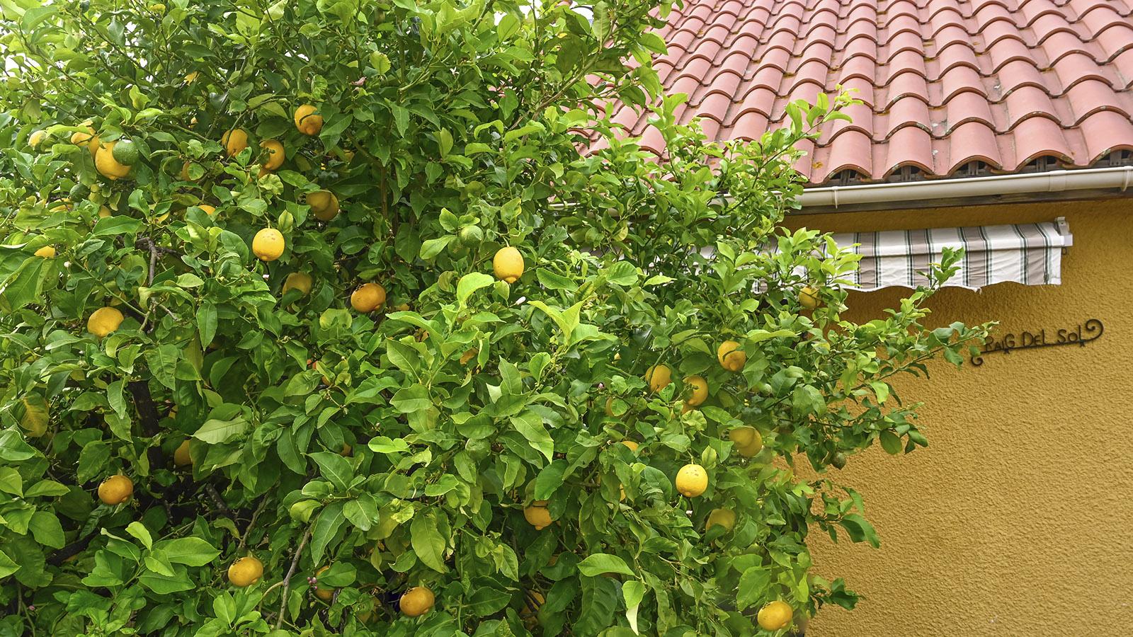 Der Zitronenbaum vor unserem Haus trägt Früchte in erstaunlich vielen Formen! Foto: Hilke Maunder