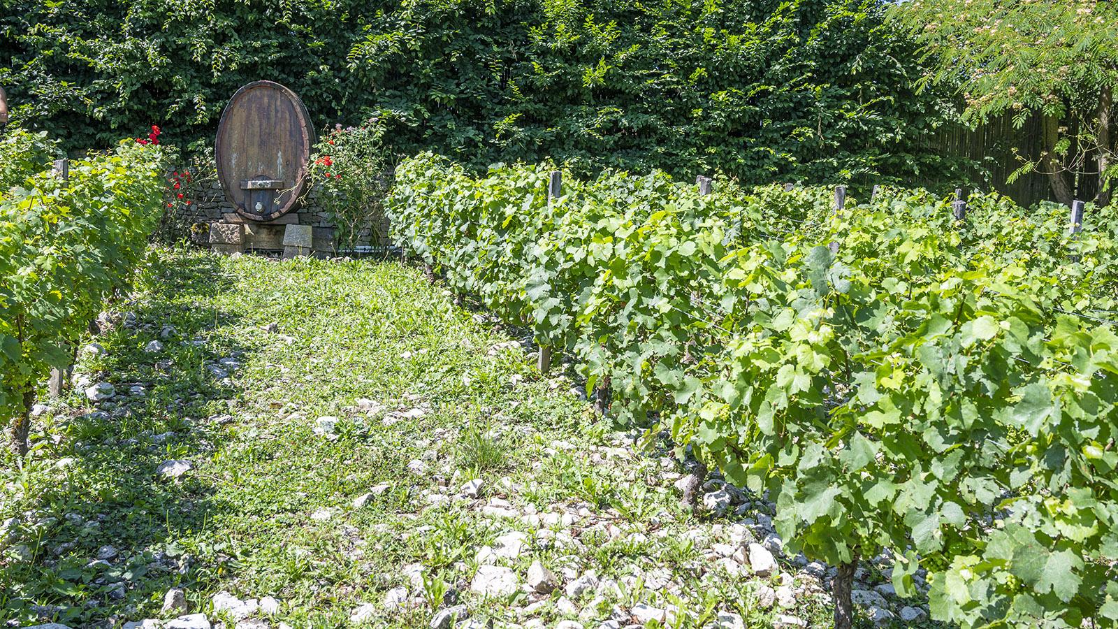 Auch im hauseigenen Parc du Pigeonnier mit eindrucksvollem Taubenturm im Herzen findet ihr einen Weinberg. Foto: Hilke Maunder